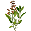 Huile essentielle Sauge Sclarée bio (Salvia sclarea)