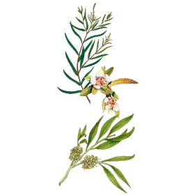 Huile essentielle Tea Tree ou arbre à thé bio (Melaleuca alternifolia)