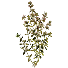 Huile essentielle Thym à Paracymène bio (Thymus vulgaris paracymeniferum)