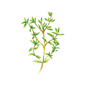 Huile essentielle Thym Saturéoide à bornéol bio (Thymus satureioides)