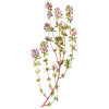 Huile essentielle Thym Thujanol Bio (Thymus vulgaris)