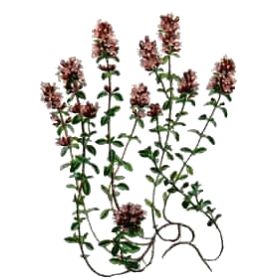 Huile essentielle Thym Thymol Bio (Thymus vulgaris)