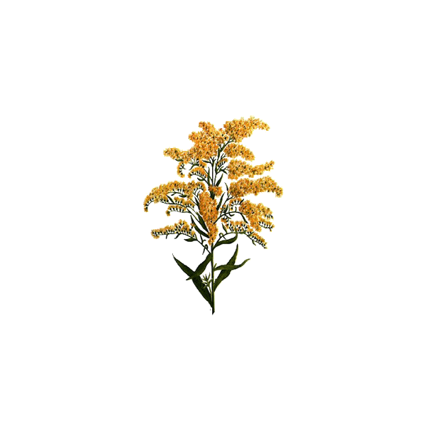 Huile essentielle Verge d'Or Solidage bio (Solidago canadensis)