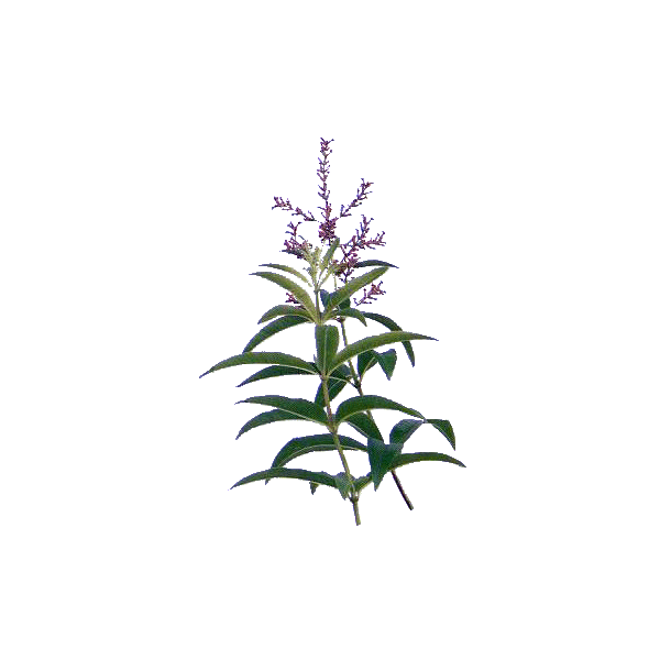 Huile essentielle Verveine Odorante bio (Lippia citriodora Kunte)