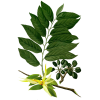Huile essentielle Ylang-Ylang complète bio (Cananga odorata Hook)
