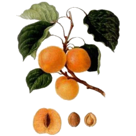 Huile végétale de noyaux d'Abricot Vierge Bio