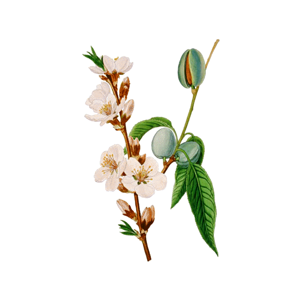 Huile végétale Amande Douce Vierge Bio