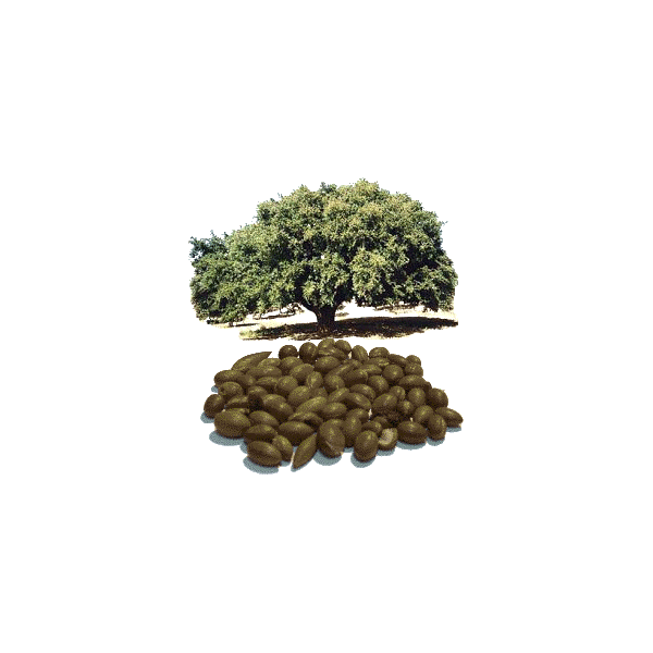 Huile végétale Argan Maroc Vierge Bio - ABC de la Nature : cosmétique bio