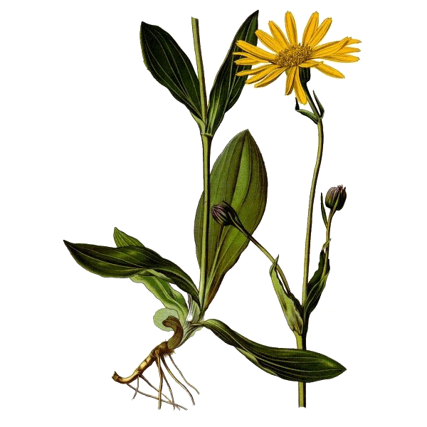 Huile végétale Arnica Montana en macérat Bio*