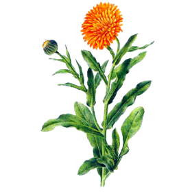 Huile végétale de Calendula en macérat Bio*