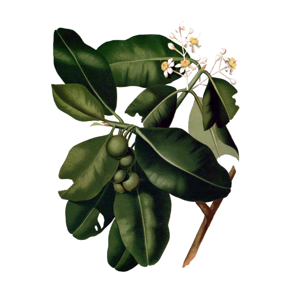 Huile végétale de Calophylle Vierge Bio*