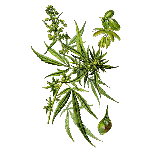 Huile végétale vierge de Chanvre Bio*