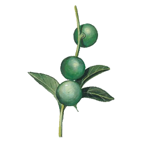 Huile végétale vierge de Macadamia Bio*