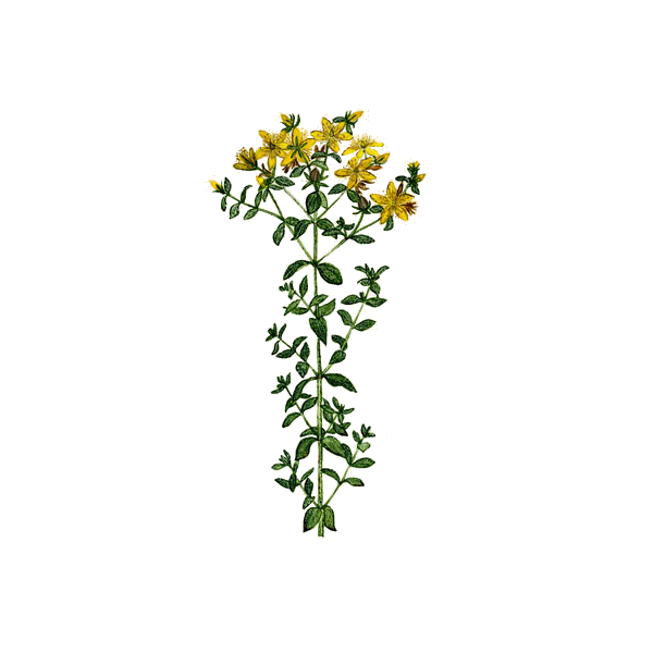 Huile végétale de Millepertuis macérat Bio*