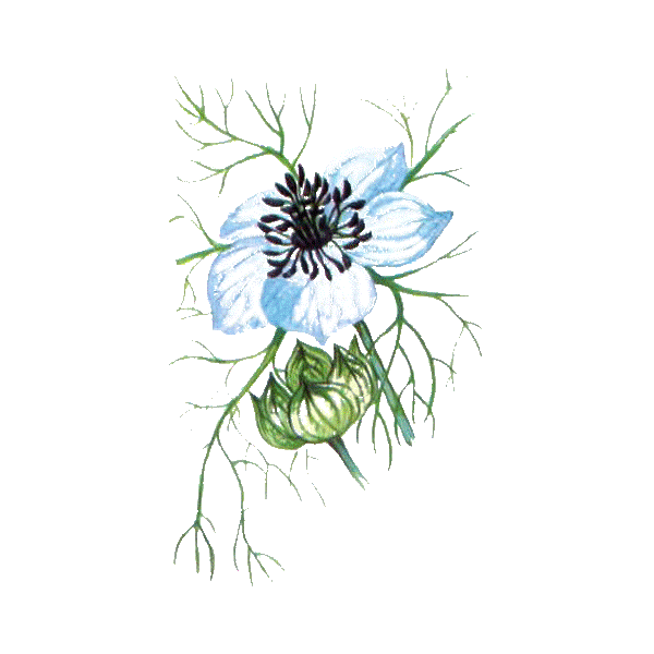 Huile végétale vierge de Nigelle Bio (cumin noir)*