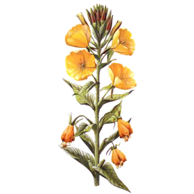 Huile végétale vierge d'Onagre Bio*