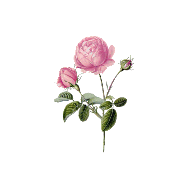 Huile végétale Vierge Rose Musquée du Chili Bio*