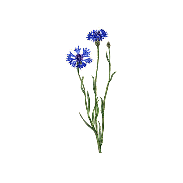 Hydrolat de fleurs de Bleuet bio*