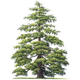 Hydrolat de Cèdre de l'Atlas Bio