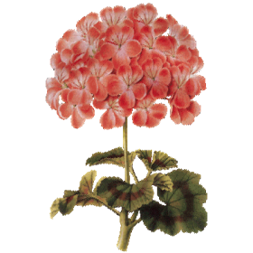 Hydrolat de Géranium Bourbon Bio