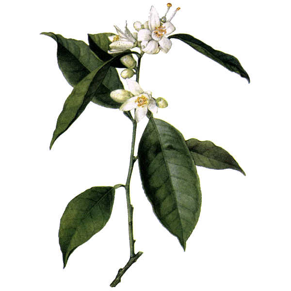 Hydrolat de fleurs d'Oranger Bio