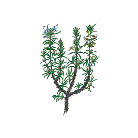 Romarin à Verbénone Bio