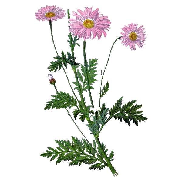 Hydrolat de Tanaisie Annuelle Bio (Camomille bleue)