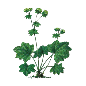 Alchemille Bio en gélules (Alchemilla vulgaris)