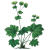 Alchemille Bio en gélules (Alchemilla vulgaris)