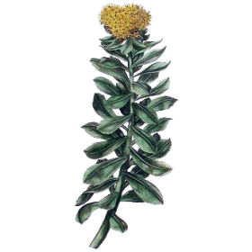 Rhodiola Rosea extrait en gélules (Sedum roseum)