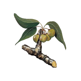 Beurre de Karité Bio - Butyrospermum parkii shea butter