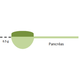 Pancréas mélange en poudre Régénération
