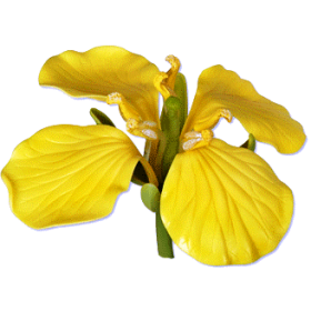 Glycérine végétale pour préparation cosmétique