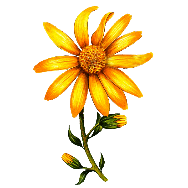 Huile végétale Arnica Bouleau macérat Bio*