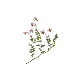 Cranberry Canneberge extrait  BIO en gélules