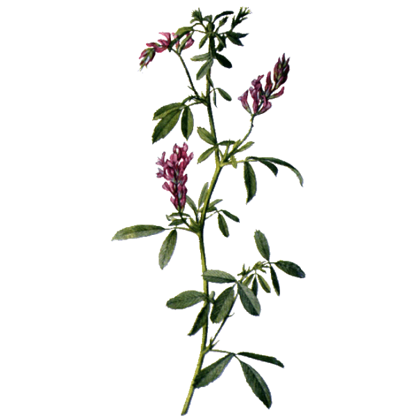 Alfalfa ou Luzerne bio en gélules (Medicago sativa)