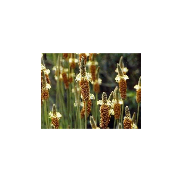 Psyllium blond bio en gélules (Plantago ovata)