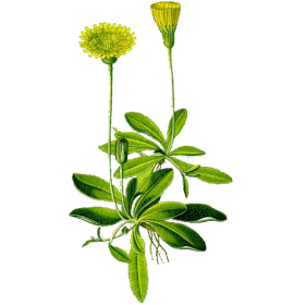 Piloselle Bio en gélules (Hieracium pilosella)