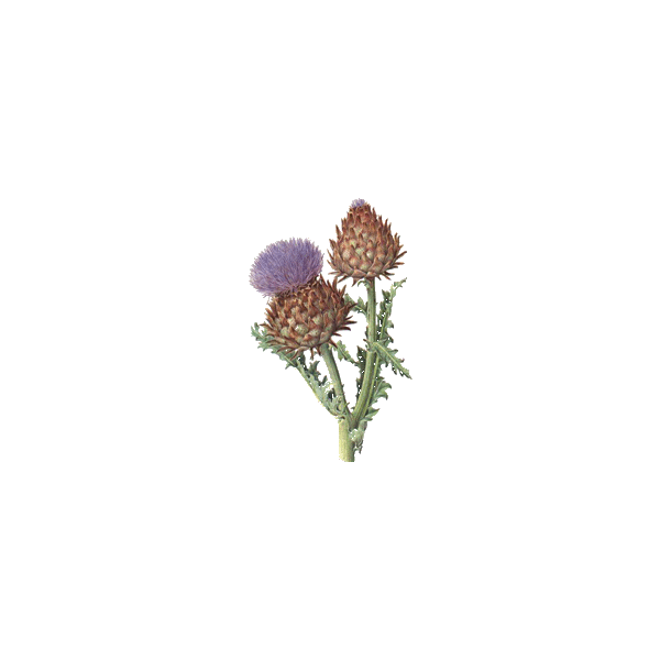 Artichaut bio en gélules pour le foie (Cynara scolymus)