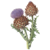 Artichaut bio en gélules pour le foie (Cynara scolymus)