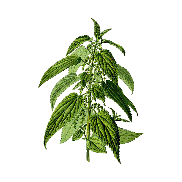 Ortie Piquante racine Bio en gélules (Urtica dioïca)