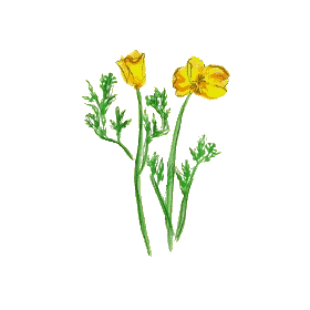 Escholtzia bio en gélules (Escholtzia californica)