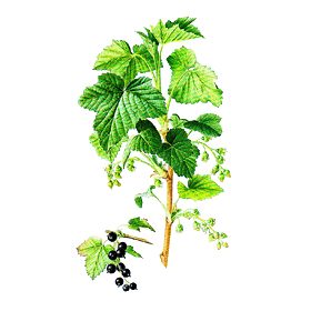 Cassis bio en gélules (Ribes nigrum)