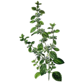 Mélisse Bio en gélules (Melissa officinalis)