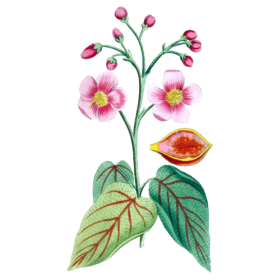 Urucum Bio en gélules (Bixa orellana - graines)