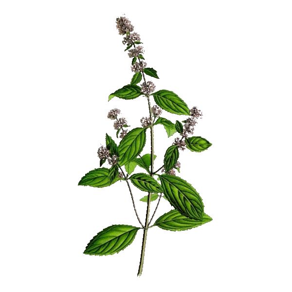 Menthe poivrée bio en gélules (Mentha piperita)