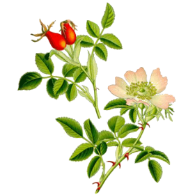 Cynorrhodon bio en gélules (Rosa canina)
