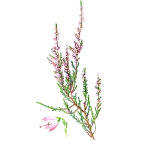 Bruyère Bio en gélules, voies urinaires (Calluna vulgaris)