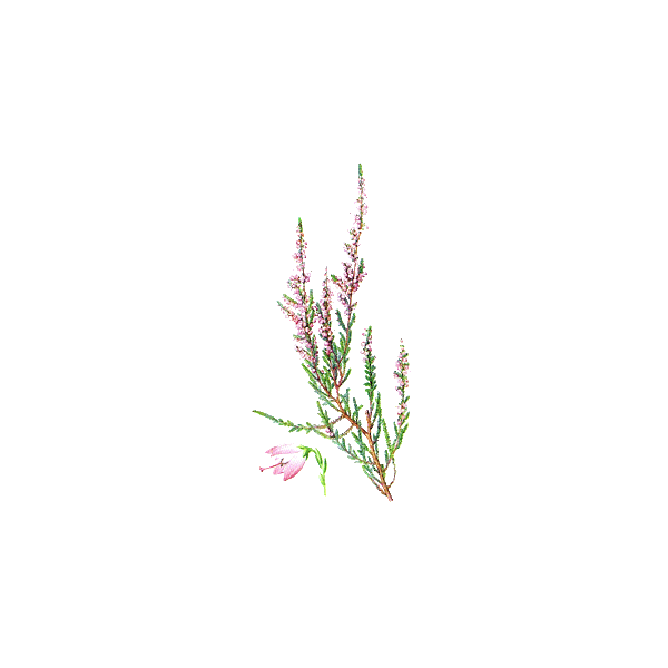 Bruyère Bio en gélules, voies urinaires (Calluna vulgaris)