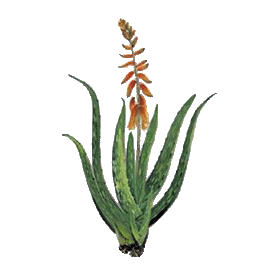 Aloe vera bio extrait en gélules - détoxination